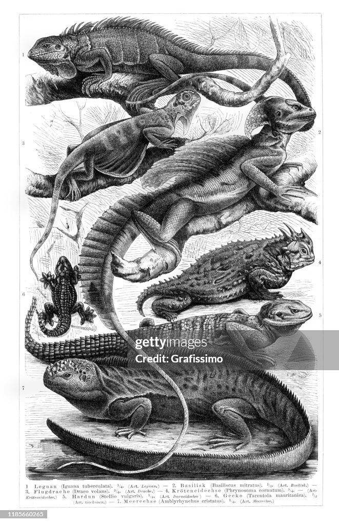 Lizard iguana illustration 1897