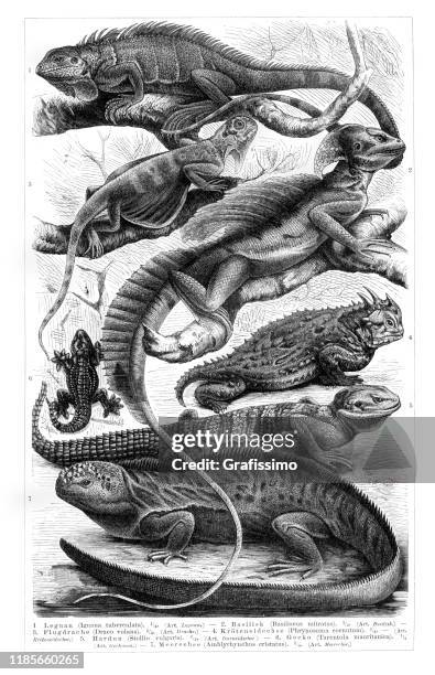 lizard iguana illustration 1897 - draco the dragon constellation stock illustrations