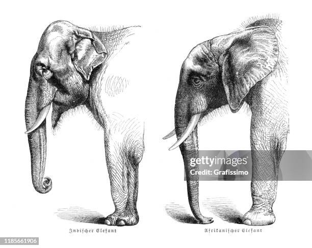 comparison between indian and african elephant 1897 - indian elephant illustration stock illustrations