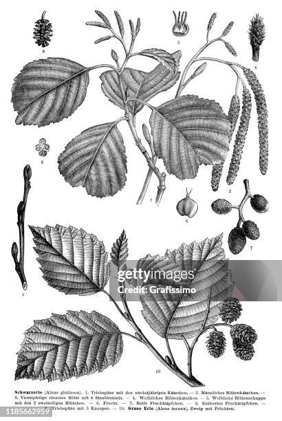 english and grey alder tree 1897 - alder tree stock illustrations