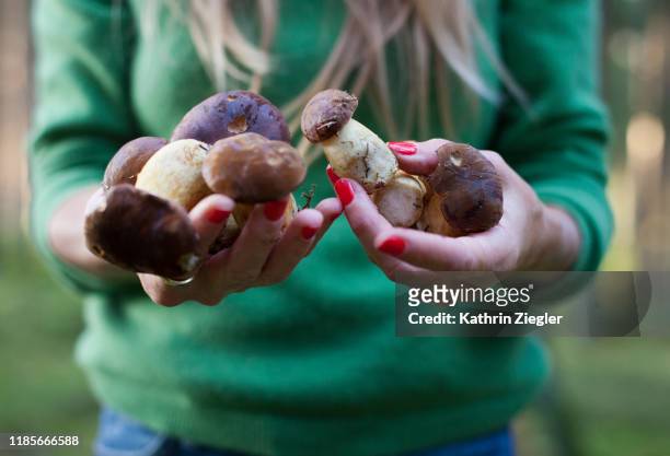 woman holding freshly harvested porcini mushrooms, close-up of hands - close up of mushroom growing outdoors stock-fotos und bilder