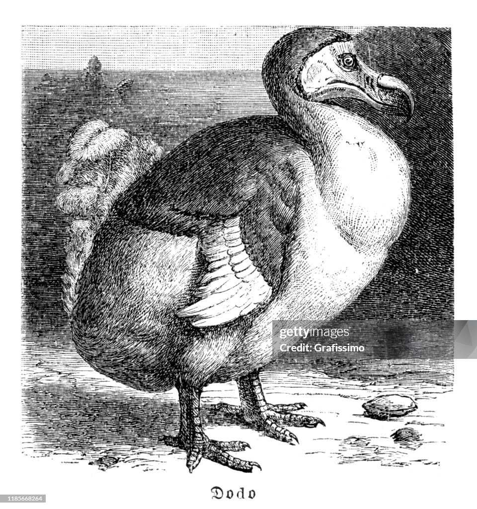 Dodo Def Dodo Or Raphus Cucullatus Extinct Flightless Bird 1897 High-Res Vector ...