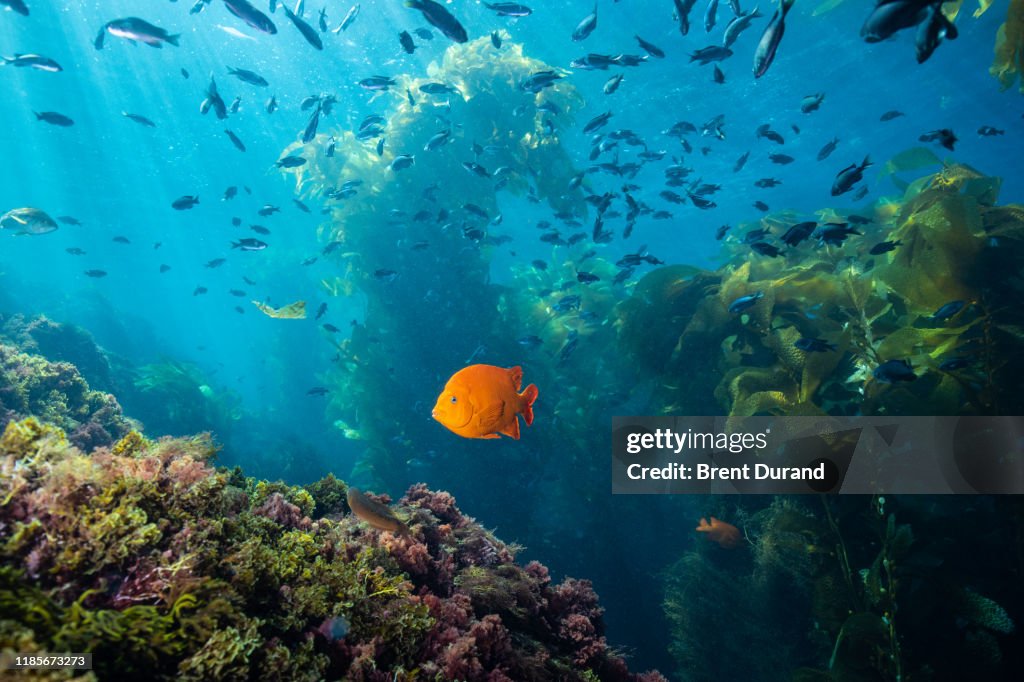 Garibaldi in Kelp at Casino Point Dive Park