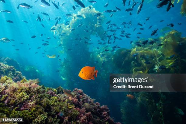 garibaldi in kelp at casino point dive park - avalon catalina island california stock pictures, royalty-free photos & images
