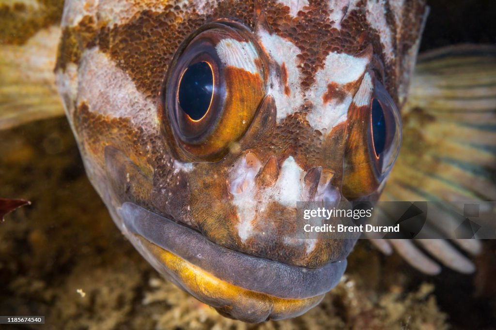 Copper Rockfish Face