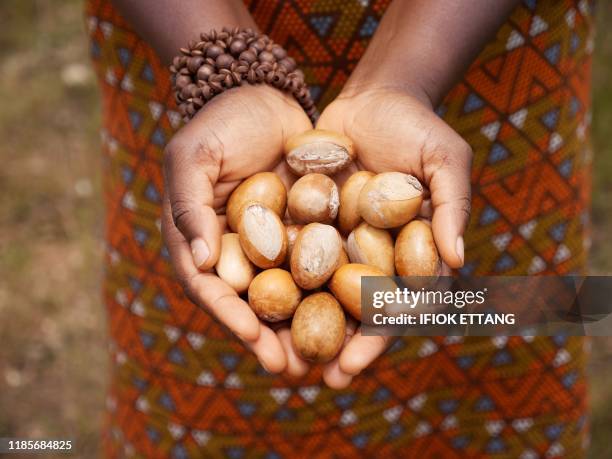 Woman holds shea nuts in her hands in Jos on September 15, 2019. - Shea nuts grow abundantly in Nigeria. Shea butter is consumed around the world in...
