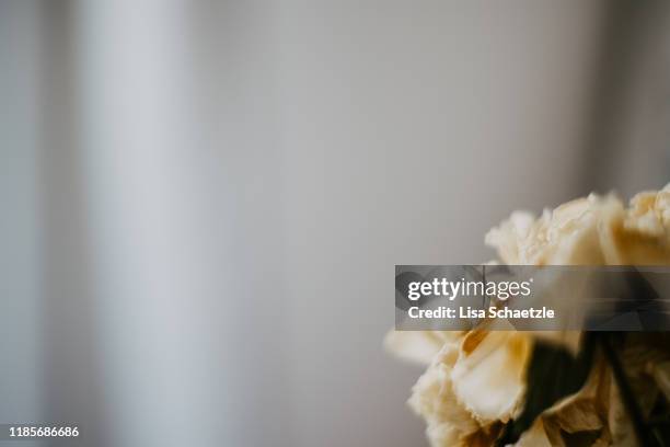 close-up of a dried flower on grey background - funeral flowers stockfoto's en -beelden