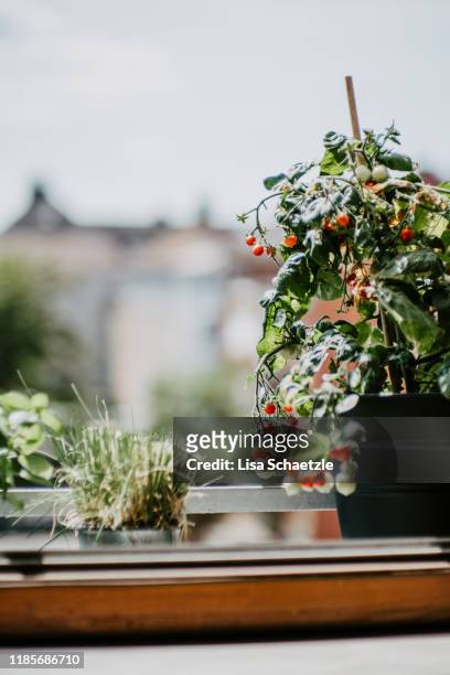 urban gardening - growing tomatoes in a pot - urban gardening stock-fotos und bilder