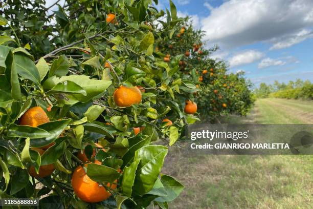 Orange trees are seen at a Arapaho Citrus Management grove in Fort Pierce, Florida on November 21, 2019. Florida farmers have observed, almost...