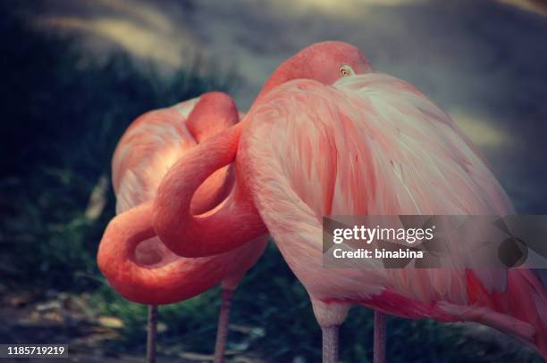 oiseaux roses de flamant restant dans l'amour - camargue photos et images de collection