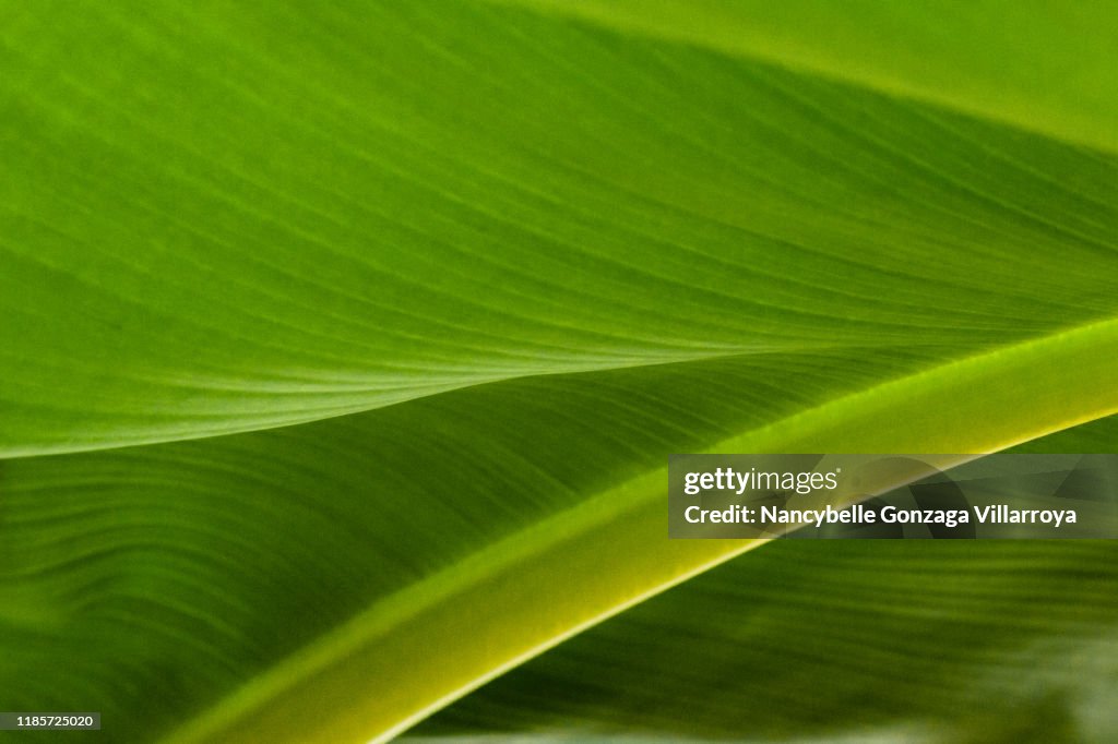 Close up of a Vibrant Green Banana Leaf