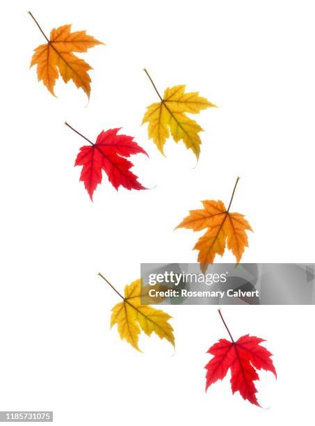 colourful drifting autumnal maple leaves on white. - foglia rossa foto e immagini stock