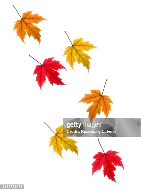 colourful drifting autumnal maple leaves on white. - vallende bladeren stockfoto's en -beelden
