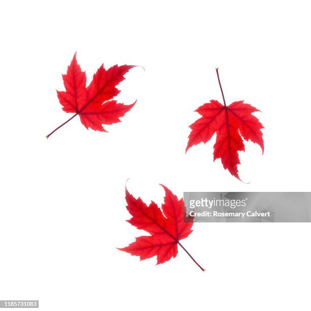 tumbling red maple leaves on white. - roter ahorn stock-fotos und bilder