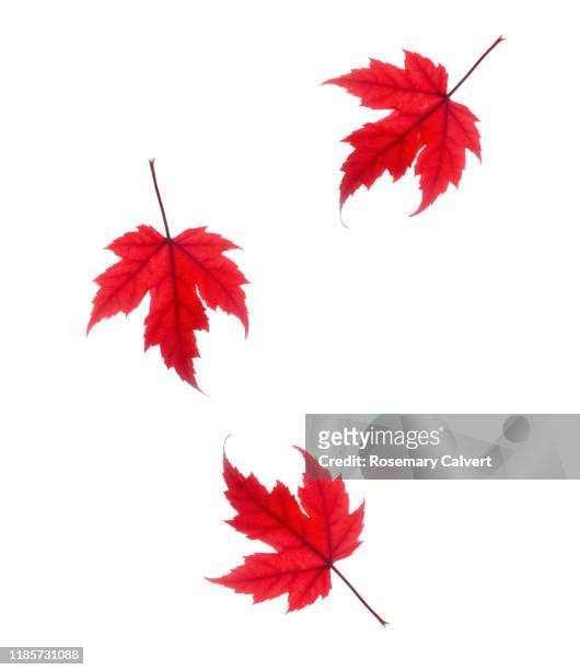 falling red maple leaves on white. - autumn leaf color stock-fotos und bilder
