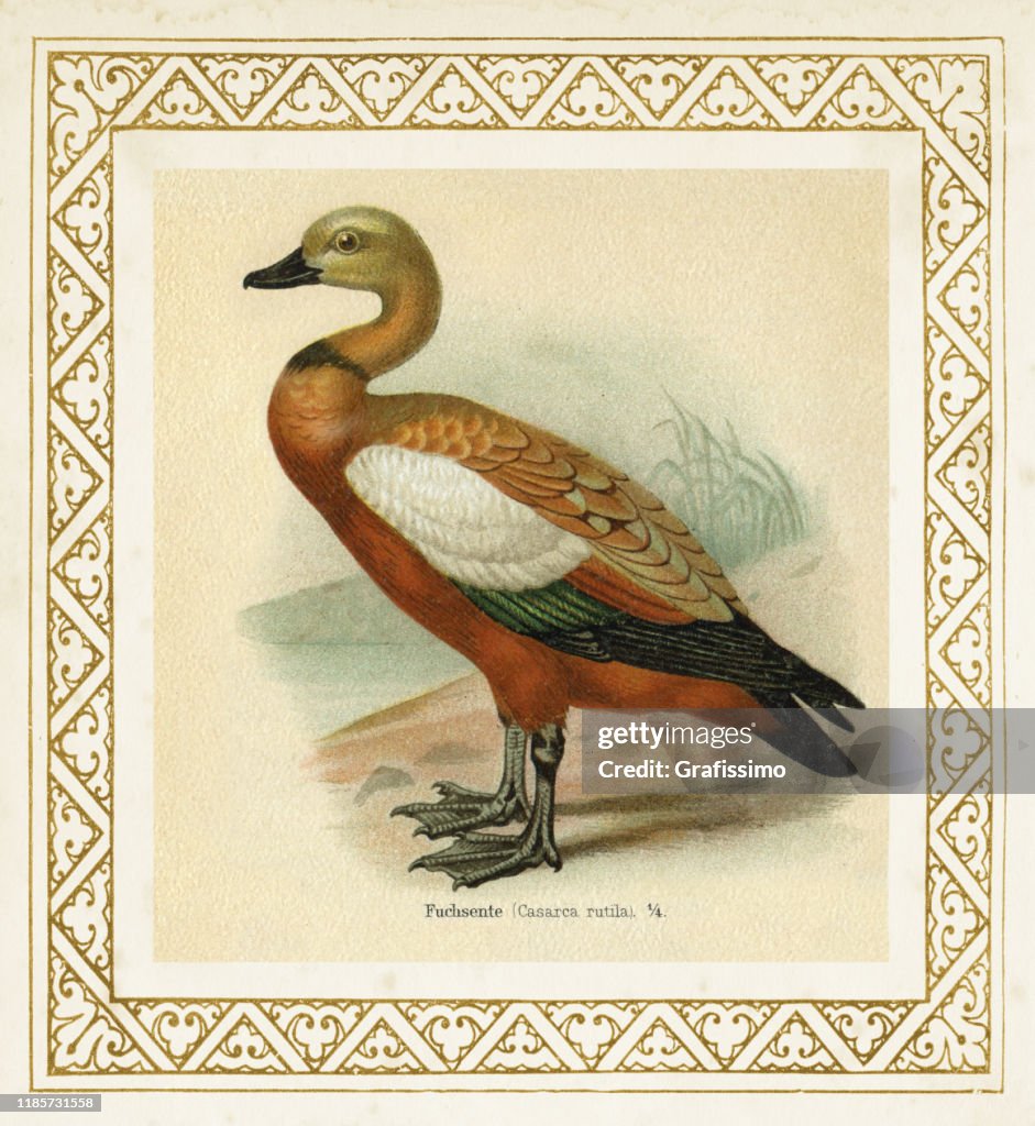 Ruddy shelduck Tadorna ferruginea illustration 1897