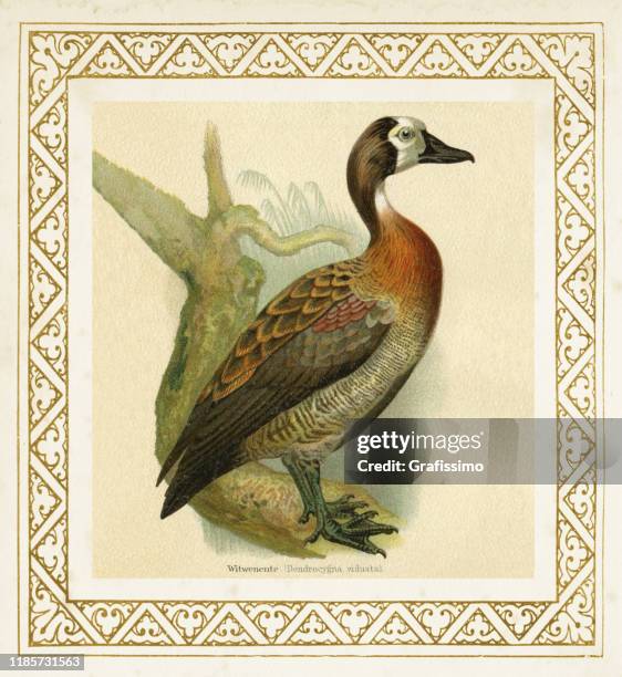 white-faced whistling duck dendrocygna viduata illustration 1897 - white faced whistling duck stock illustrations