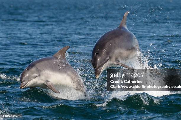 two bottlenose dolphins jumping in the moray firth - tursiope foto e immagini stock