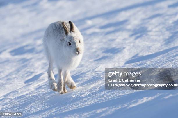 snowy mountain hare running - hare stock pictures, royalty-free photos & images