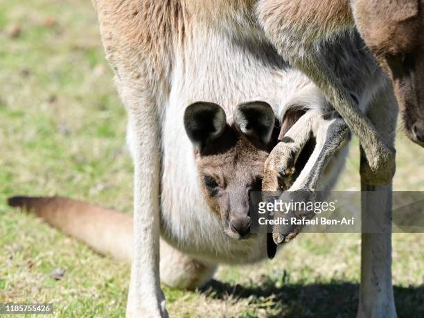 joey sitting inside a female red kangaroo pouch - joey kangaroo stock pictures, royalty-free photos & images