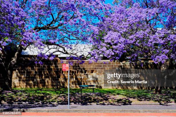 Jacaranda trees bloom on Oxford Street in the Sydney suburb of Paddington on November 06, 2019 in Sydney, Australia. Jacaranda trees are not native...
