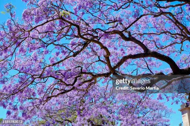 Jacaranda trees bloom on Oxford Street in the Sydney suburb of Paddington on November 06, 2019 in Sydney, Australia. Jacaranda trees are not native...