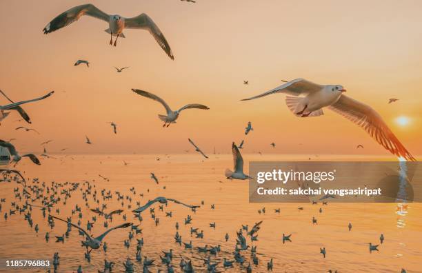 low angle view seagulls flying above sea during sunset - grande gruppo di animali foto e immagini stock