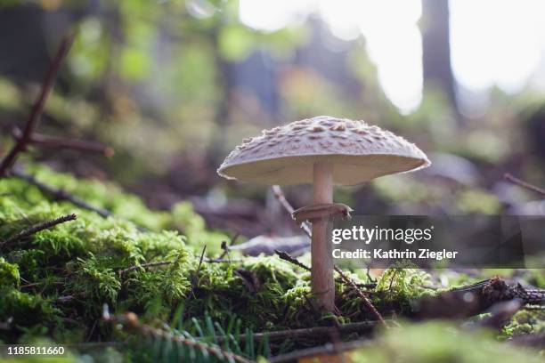 parasol mushroom growing on mossy forest floor - green mushroom stock pictures, royalty-free photos & images
