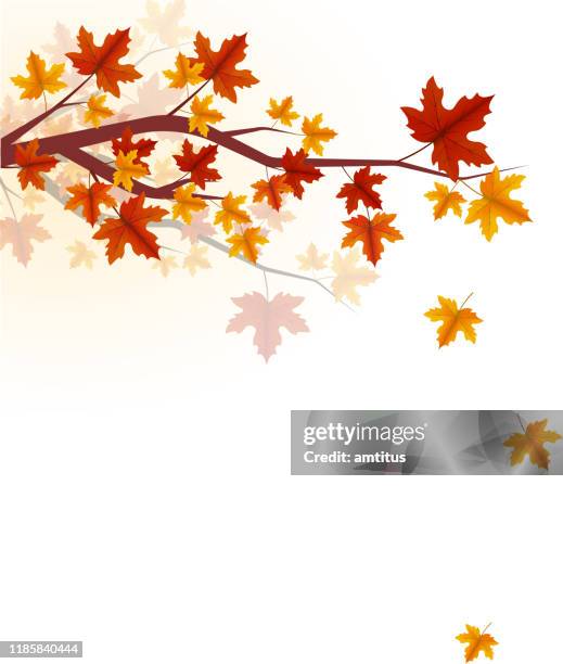 herbstbaumzweig - herbstlaub stock-grafiken, -clipart, -cartoons und -symbole