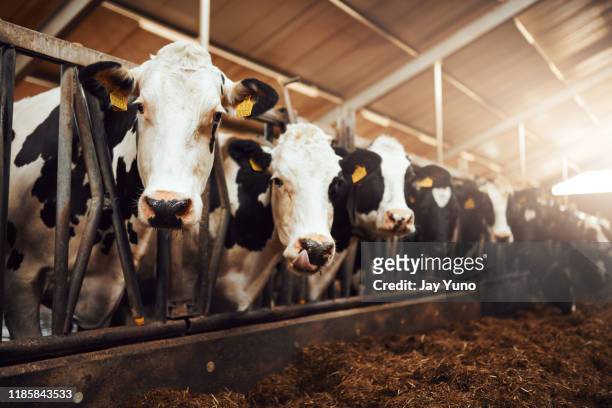 we eat the best to give you the best - cow stock pictures, royalty-free photos & images