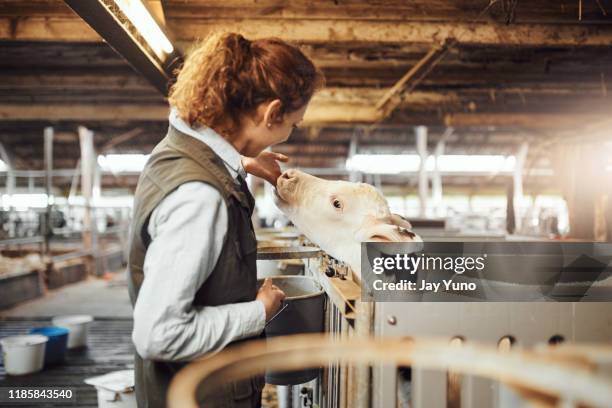 groeiende koeien hebben kwaliteit graan nodig - calves stockfoto's en -beelden