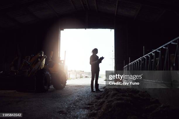 vroege ochtend rondes op de boerderij - dairy farming stockfoto's en -beelden