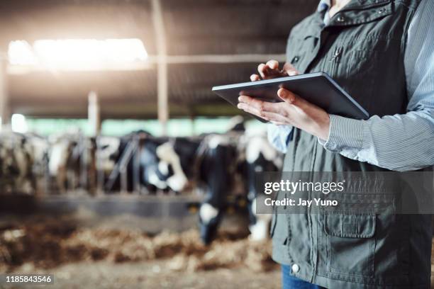 wat is een melkveebedrijf zonder digitale technologie - dairy farming stockfoto's en -beelden