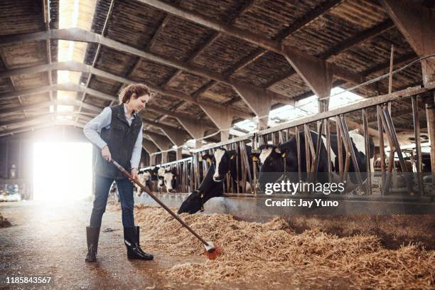 hungry cows need lots of hay - sweeping stock pictures, royalty-free photos & images