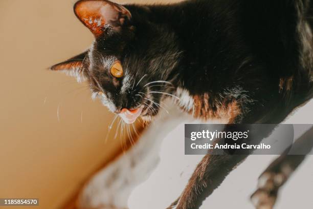 black cat yellow eyes gato preto - fato preto stock pictures, royalty-free photos & images