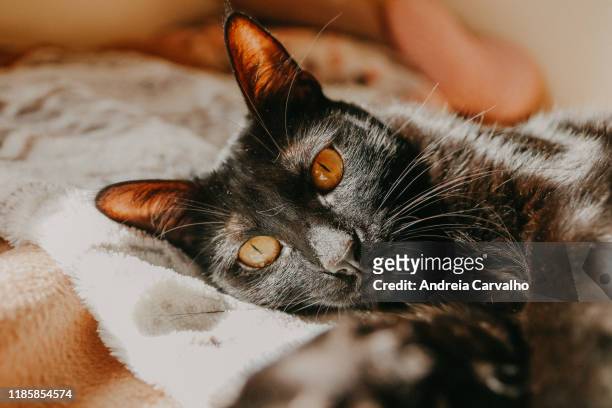 black cat yellow eyes gato preto - fato preto stock pictures, royalty-free photos & images