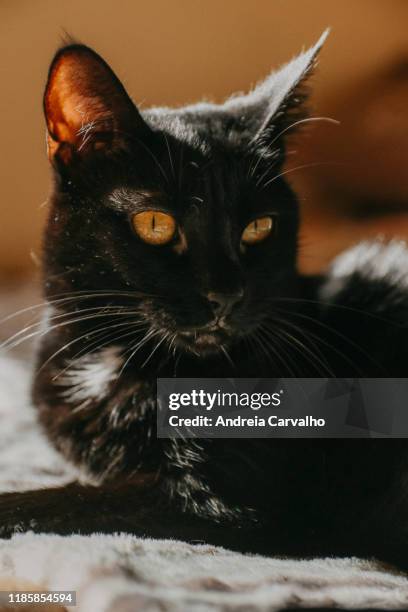 black cat yellow eyes gato preto - fato preto stock pictures, royalty-free photos & images