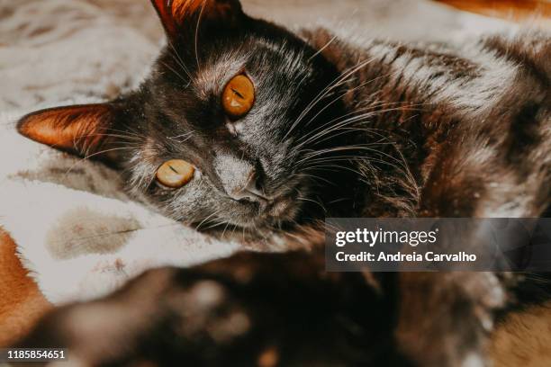 black cat yellow eyes gato preto - fato preto stock pictures, royalty-free photos & images