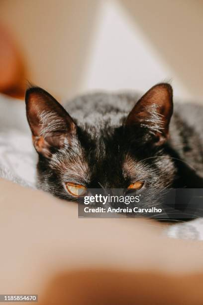 black cat yellow eyes gato preto - fato preto stock pictures, royalty-free photos & images