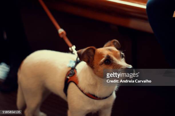cão no elétrico trela rua - cão 個照片及圖片檔