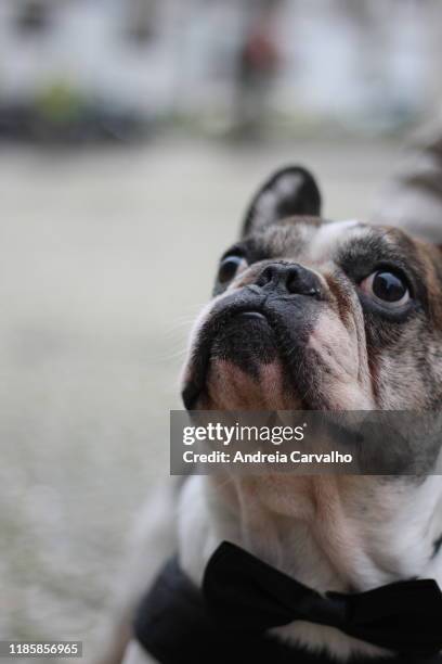 bulldog francês cão dog - francês stock pictures, royalty-free photos & images