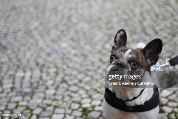 bulldog francês cão dog - francês stock pictures, royalty-free photos & images