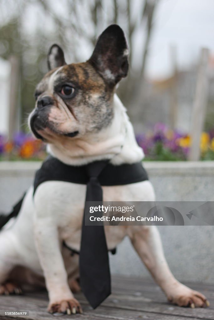 Bulldog Francês Cão Dog