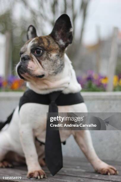 bulldog francês cão dog - francês stock pictures, royalty-free photos & images