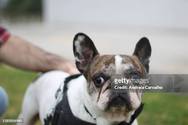 bulldog francês cão dog - cão 個照片及圖片檔