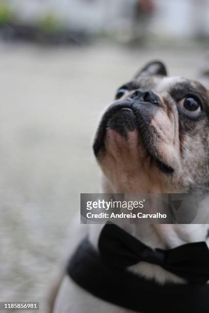 bulldog francês cão dog - francês stock pictures, royalty-free photos & images
