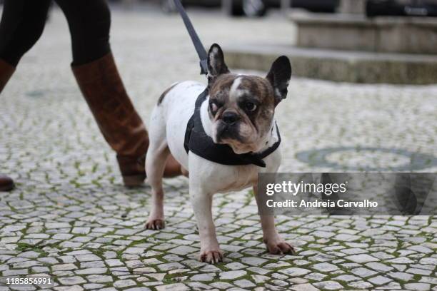 bulldog francês cão dog - francês stock pictures, royalty-free photos & images