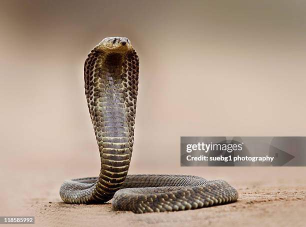 spitting cobra - spitting stock pictures, royalty-free photos & images
