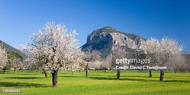 almond trees in bloom, alaro, mallorca - almond blossom stock-fotos und bilder