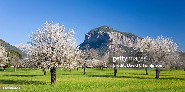 almond trees in bloom, alaro, mallorca - almond tree 個照片及圖片檔